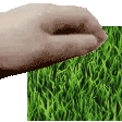 grass